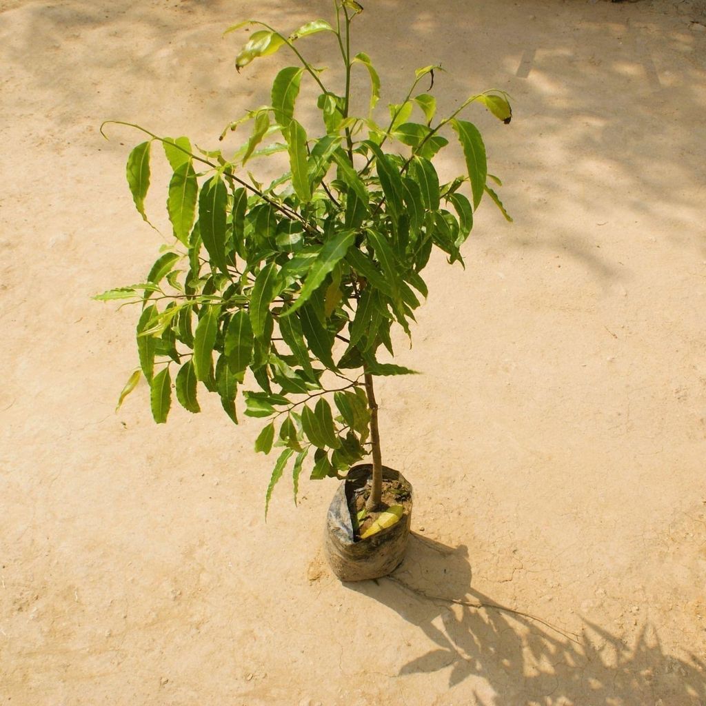 Ashoka Plant in 6 Inch Nursery Bag