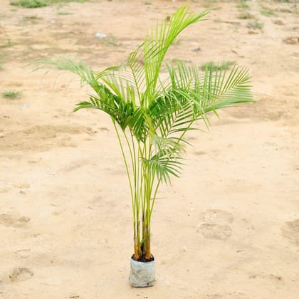 Buy Areca Palm in 6 Inch Nursery Bag Online | Urvann.com