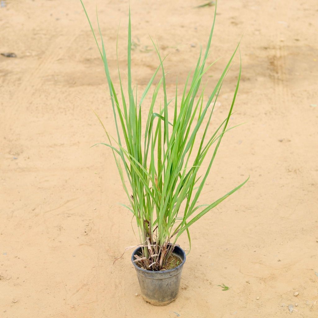 Lemon Grass in 6 Inch Nursery Pot