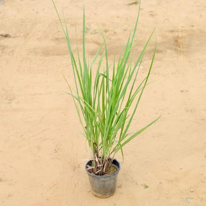 Buy Lemon Grass in 6 Inch Plastic Pot Online | Urvann.com