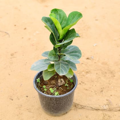 Buy Fiddle Leaf in 8 Inch Plastic Pot Online | Urvann.com