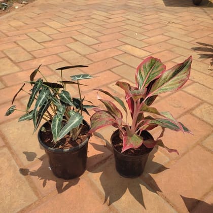 Buy Set of 2- Aglaonema Lipstick & Alocasia Green in 4 Inch Plastic Pot Online | Urvann.com