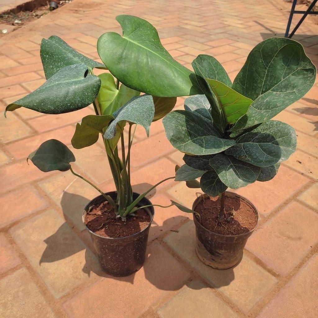 Set of 2 - Monstera Big Leaf & Fiddle Leaf Fig in 5 Inch Nursery Pot