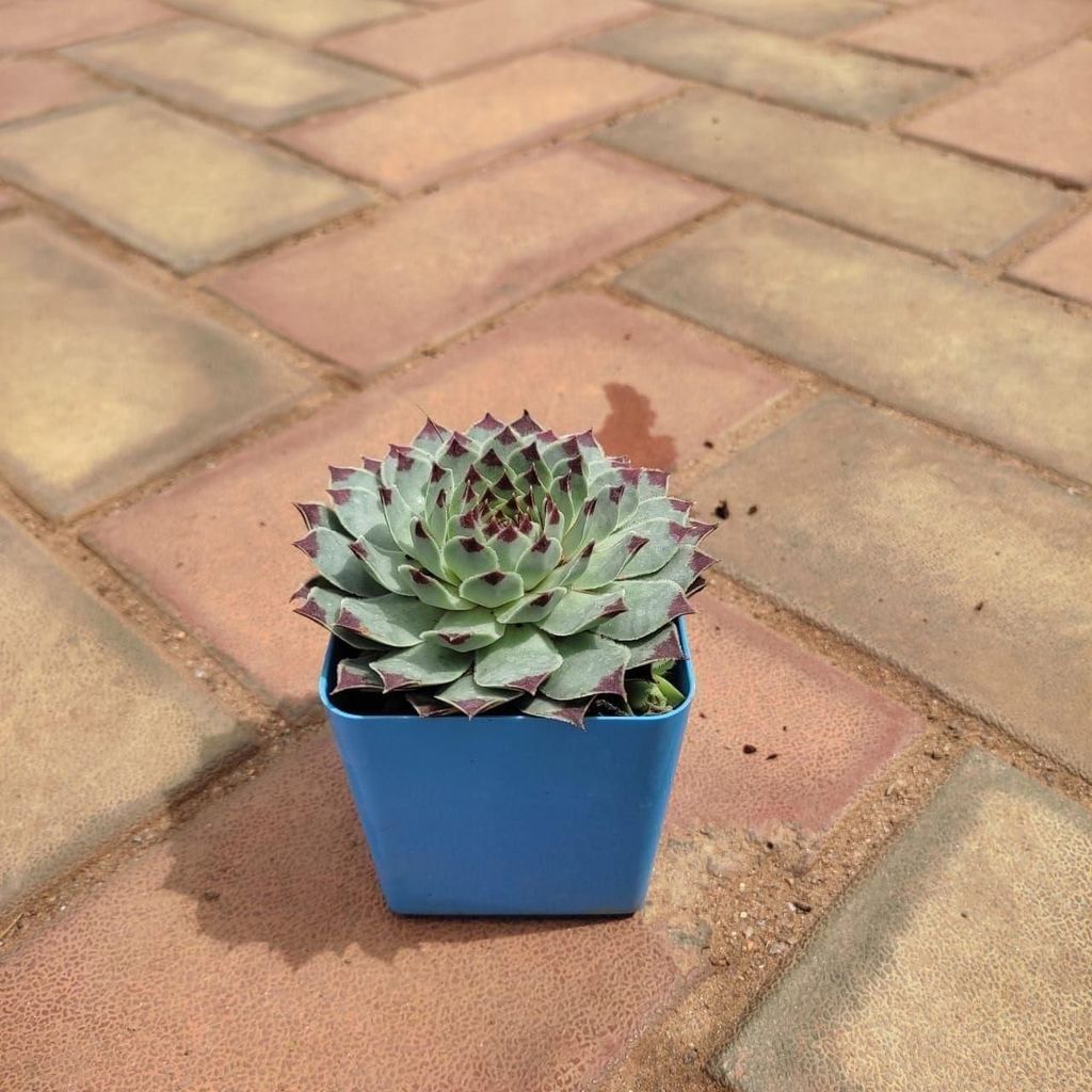 Echeveria / Kamal Succulent in 3 Inch Premium Square Plastic Pot (any colour)