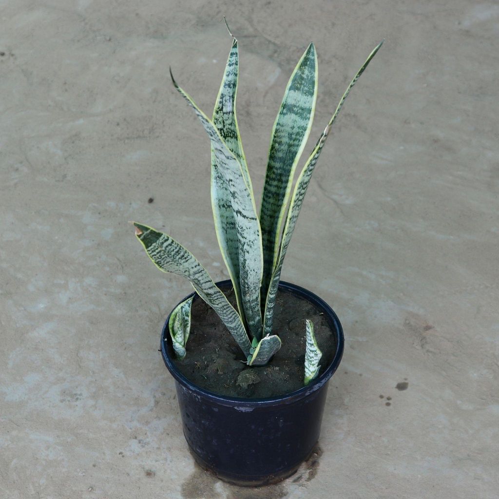 Snake Yellow Plant (~ 1 Ft) in 8 Inch Nursery Pot