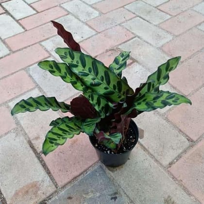 Buy Calathea Rattle Snake in 4 Inch Plastic Pot Online | Urvann.com