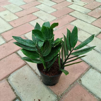 Buy Green ZZ in 4 Inch Plastic Pot Online | Urvann.com