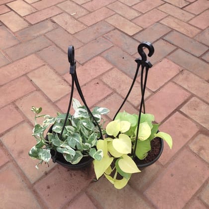 Buy Set of 2 - Hanging Money Plant (N'joy & Golden) in 6 Inch Hanging Basket (any colour) Online | Urvann.com