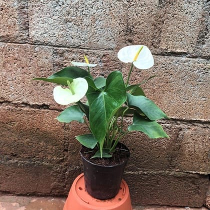 Anthurium White in 5 Inch Nursery Pot