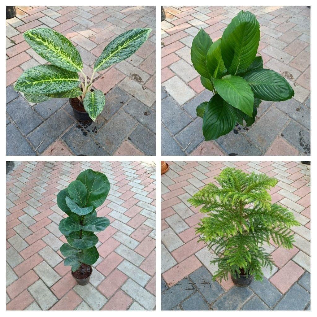 Classy Plants Combo - Set of 4 - (Peace Lily, Aglaonema Snow White, Fiddle Leaf & Araucaria/ Christmas Tree) in Plastic Pot
