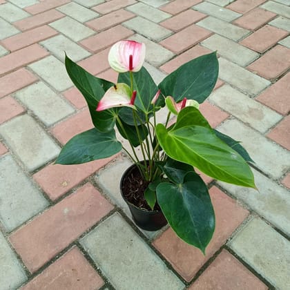 Buy Anthurium White & Pink in 5 Inch Plastic Pot Online | Urvann.com
