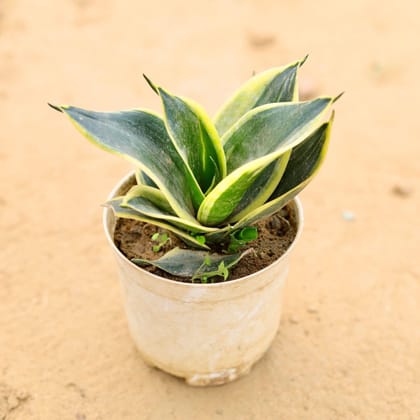 Buy Snake Dwarf Yellow in 4 Inch Plastic Pot Online | Urvann.com