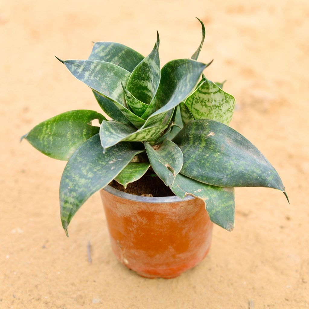 Snake Dwarf Green in 5 Inch Nursery Pot