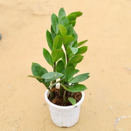 Buy Zz Green in 5 Inch White Plastic Pot Online | Urvann.com