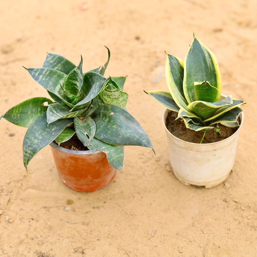 Set of 2 - Snake Dwarf (Yellow & Green) in 5 Inch Nursery Pot