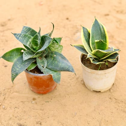 Buy Set of 2 - Snake Dwarf (Yellow & Green) in 5 Inch Plastic Pot Online | Urvann.com