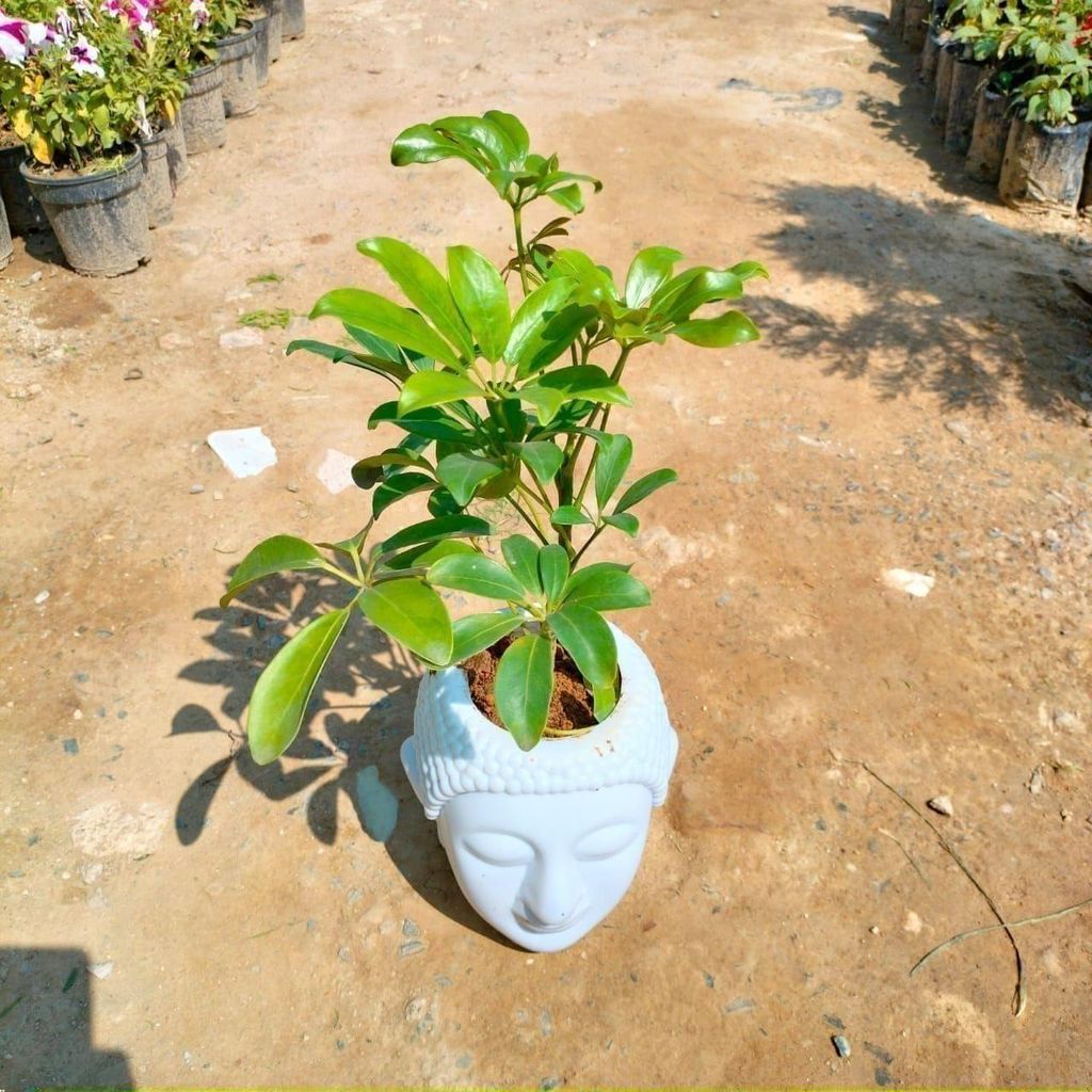 Schefflera Green in 6 Inch White Buddha Nursery Pot