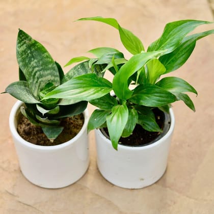 Buy Set of 2 - Snake & Peace Lily in 3 Inch Classy White Round Ceramic Pot Online | Urvann.com