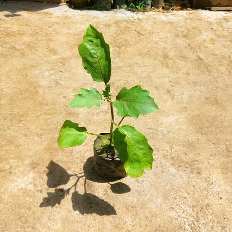 Free Next Day Delivery | Baigan / Brinjal Plant in 4 Inch Nursery Bag