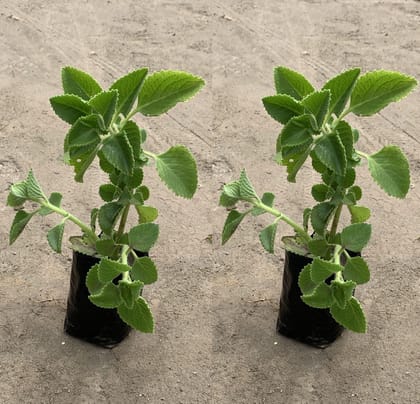 Buy Set of 2 - Ajwain Plant in 4 inch Nursery Bag Online | Urvann.com