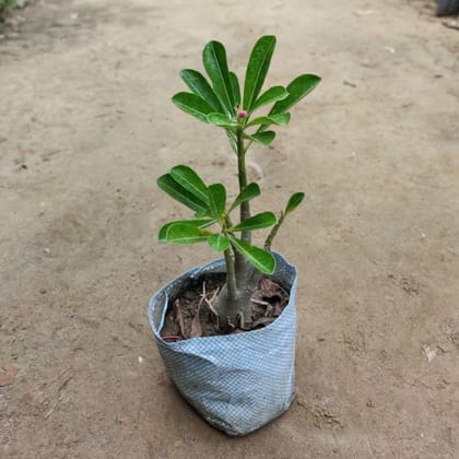 Buy Adenium Plant  in 7 Inch Nursery Bag Online | Urvann.com