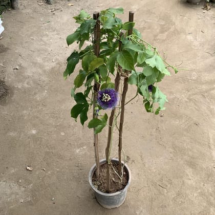 Buy Passion Flower / Rakhi Bel (Blue) in 8 Inch Plastic Pot Online | Urvann.com