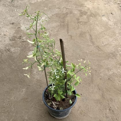 Buy Clematis Vine in 8 Inch Plastic Pot Online | Urvann.com