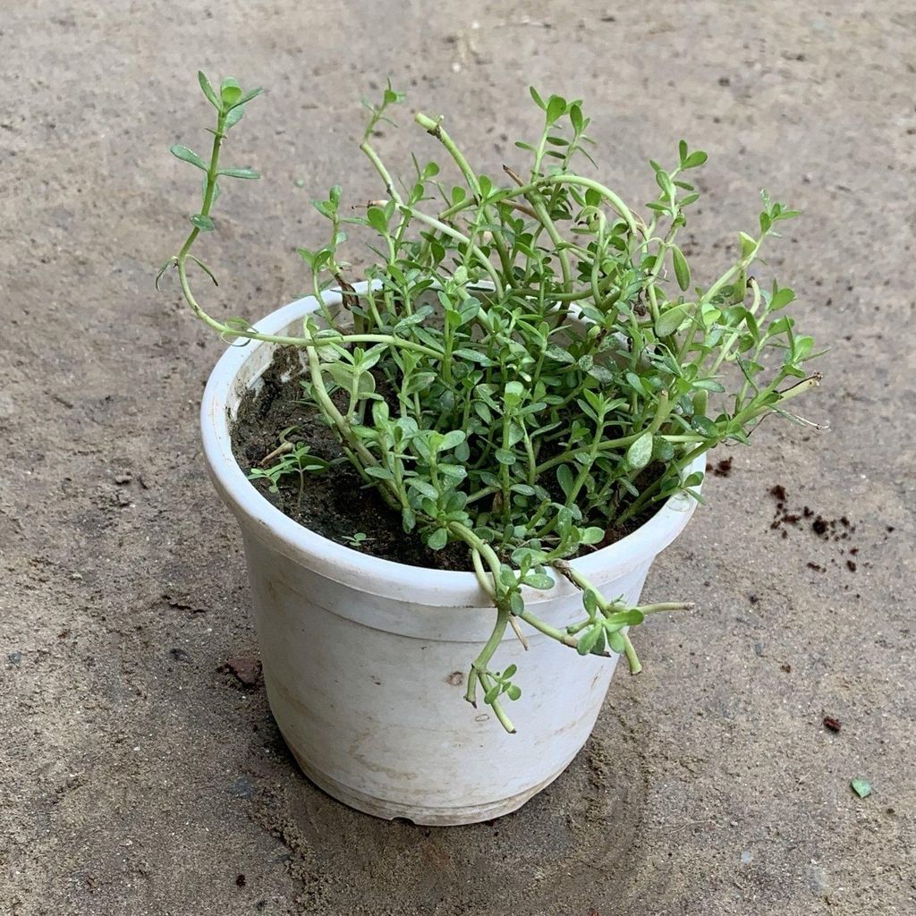 Brahmi Plant in 4 Inch Nursery Pot (any colour)