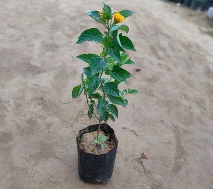 Lantana (any colour) in 4 Inch Nursery Bag