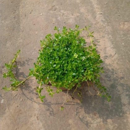 Brahmi in 4 Inch Nursery Pot