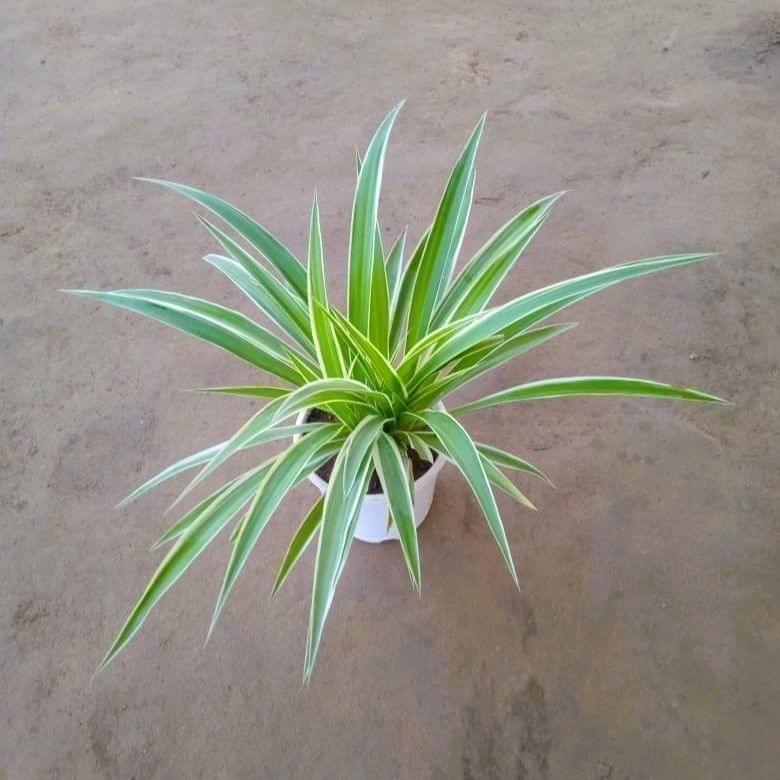 Spider Plant in 5 Inch white Nursery Pot