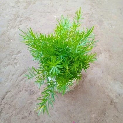 Buy Asparagus dwarf in 4 Inch Nursery Bag Online | Urvann.com