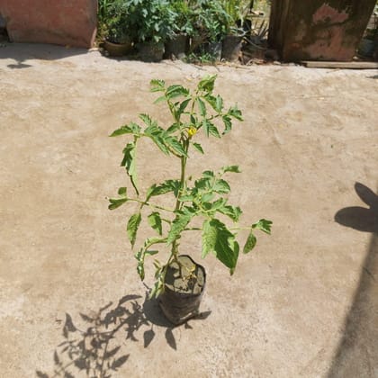 Tomato Plant in 4 Inch Nursery Bag