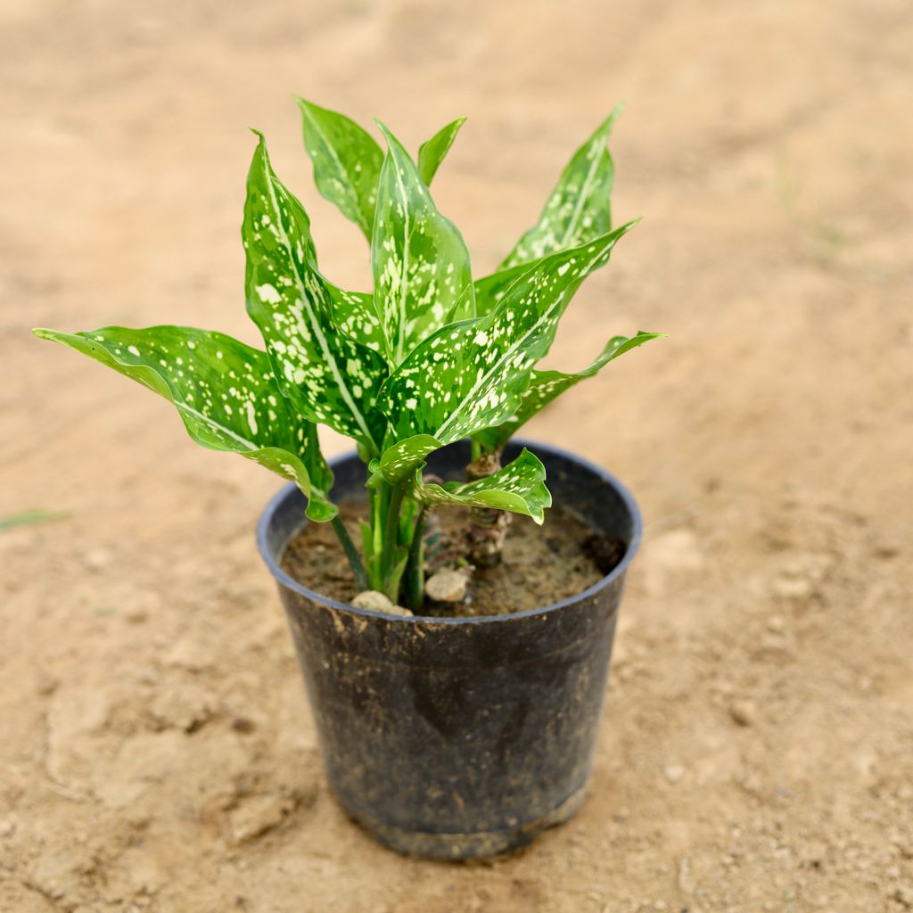 Aglaonema Emerald Bay in 5 Inch Nursery Pot