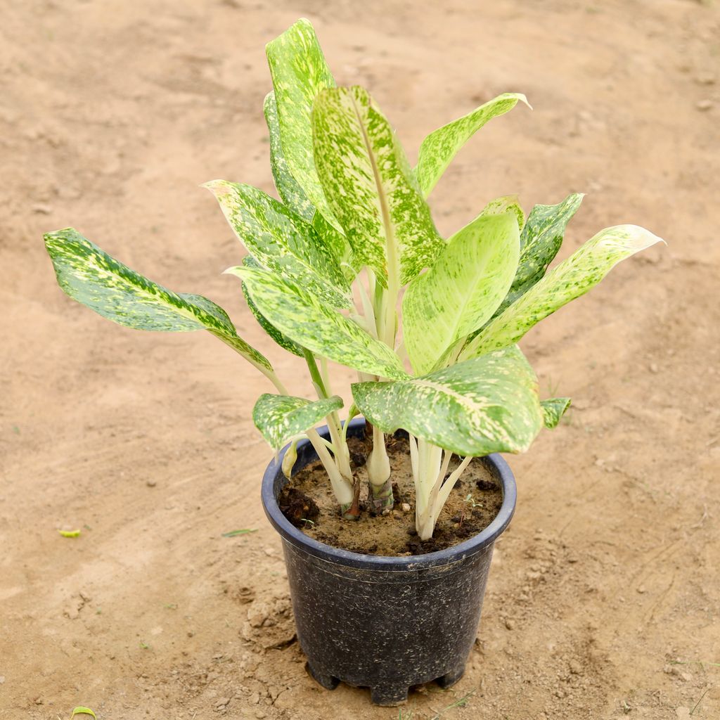 Aglaonema White Rain / Dove in 10 Inch Nursery Pot