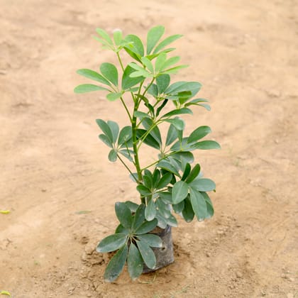 Buy Schefflera Green in 4 Inch Nursery Bag Online | Urvann.com