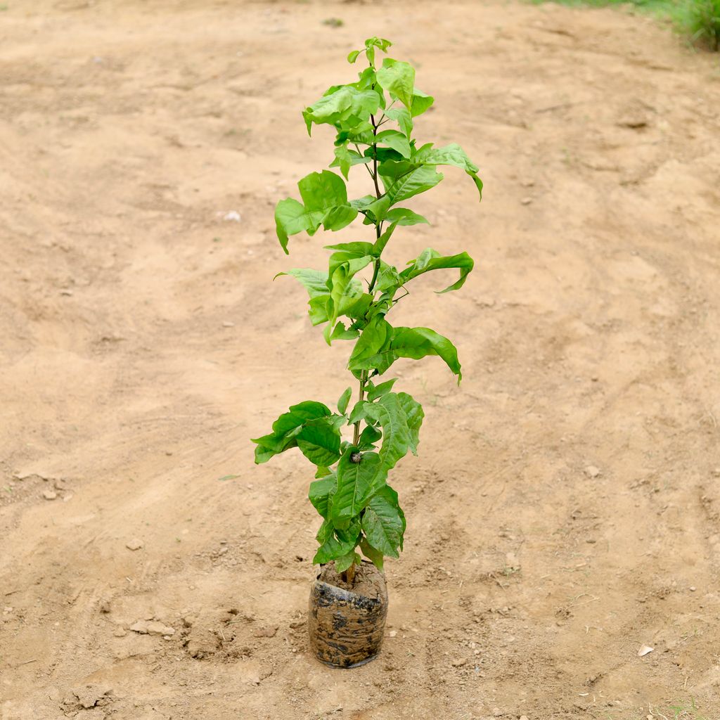 Bel Patra Bushy in 4 Inch Nursery Bag