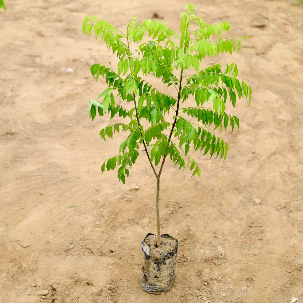 Curry Patta Bushy (~ 2 Ft) in 4 Inch Nursery Bag