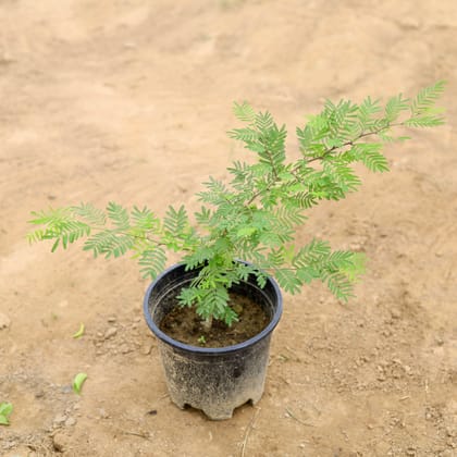 Buy Shami Plant  in 6 Inch Plastic Pot Online | Urvann.com