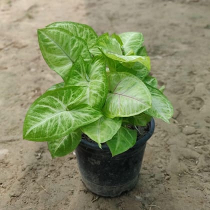 Buy Syngonium Golden in 5 Inch Plastic Pot Online | Urvann.com