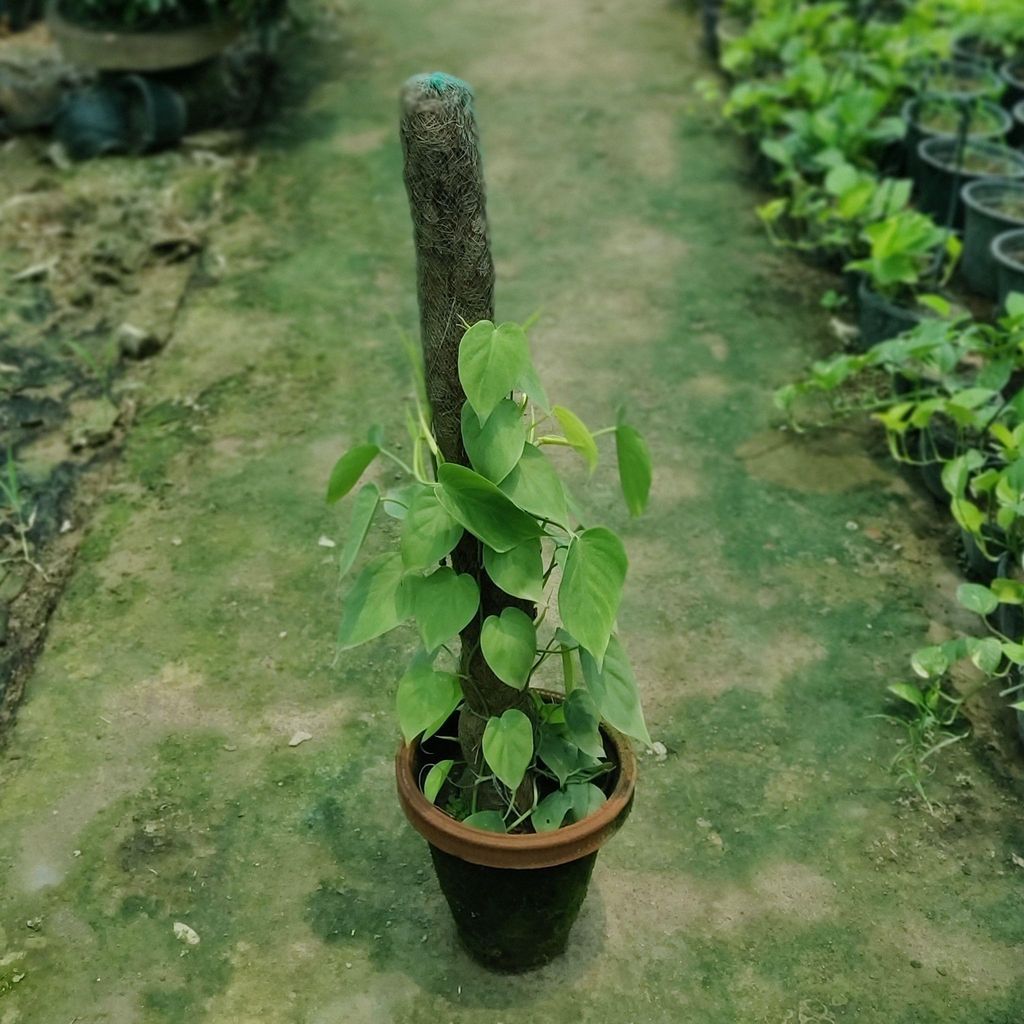 Oxycardium Green with 3 Ft. Moss Stick in 10 Inch Terracotta Pot