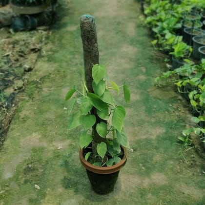 Buy Oxycardium Green with 3 Ft. Moss Stick in 10 Inch Terracotta Pot Online | Urvann.com