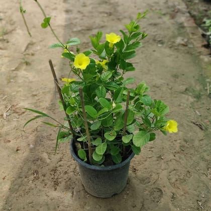 Buy Allamanda  in 10 Inch Plastic Pot Online | Urvann.com