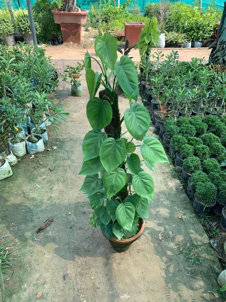 Green Oxycardium with 3 ft Moss Stick in 10 Inch Terracotta Pot