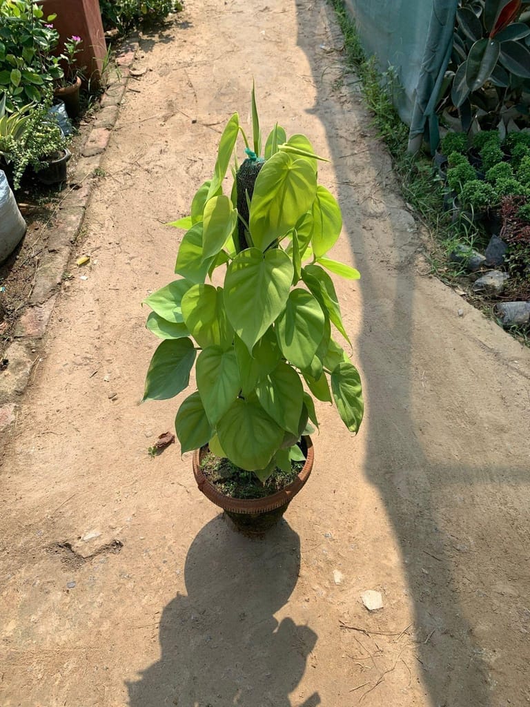 Oxycardium Golden with 3 ft Moss Stick in 10 Inch Terracotta Pot