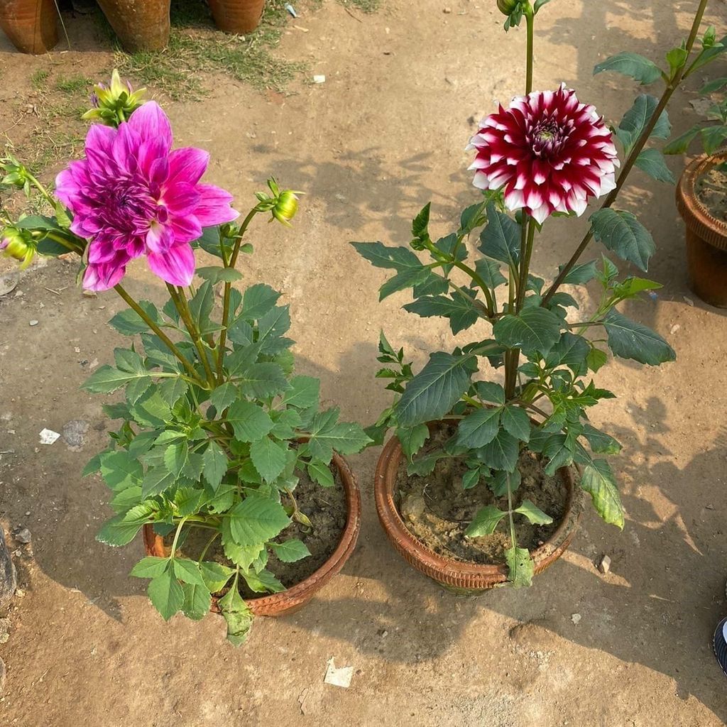 Set of 2 - Dahlia (any colour) in 10 Inch Nursery Pot