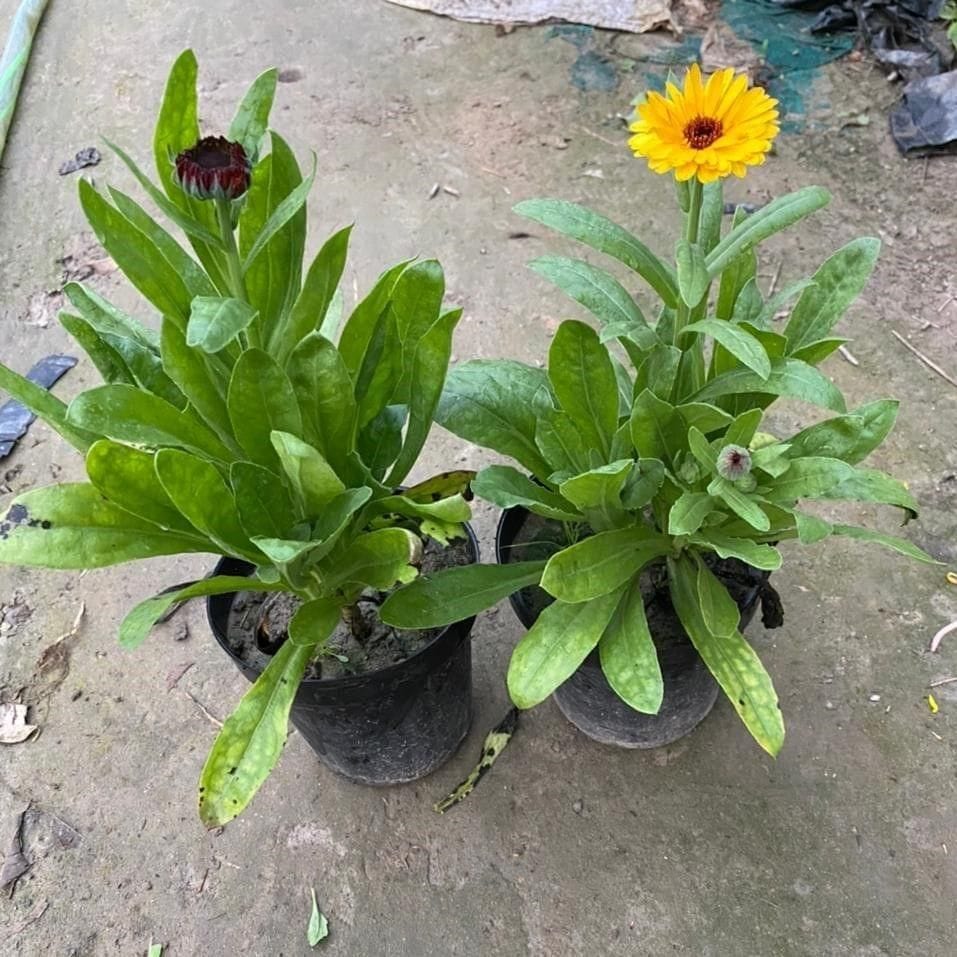 Set of 2 - Calendula (any colour) in 6 Inch Nursery Pot