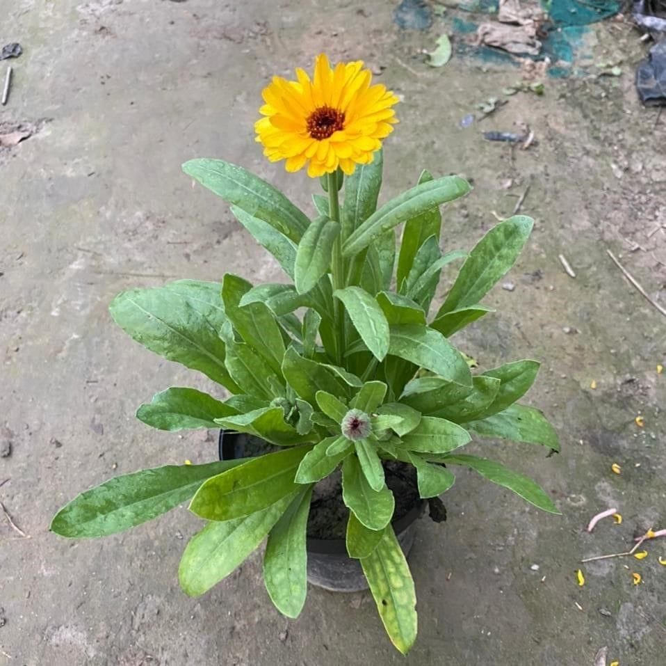 Calendula (any colour) in 6 Inch Nursery Pot