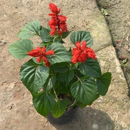 Salvia (any colour) in 6 Inch Nursery Pot