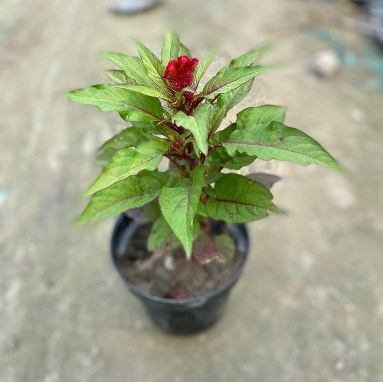 Celosia / Cockscomb (any colour) in 6 Inch Nursery Pot